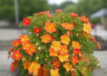 Red Ace Potentilla fruticosa / Перстач Ред Айс
