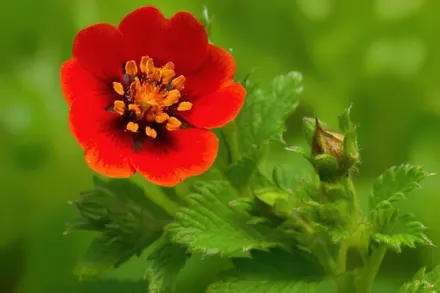 Перстач Скарлет Старліт / Potentilla atrosanguinea var. argyrophylla Scarlet Starlit
