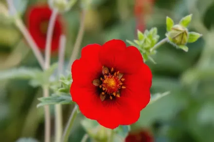 Перстач темно-кров’яно-червоний / Potentilla atrosanguinea