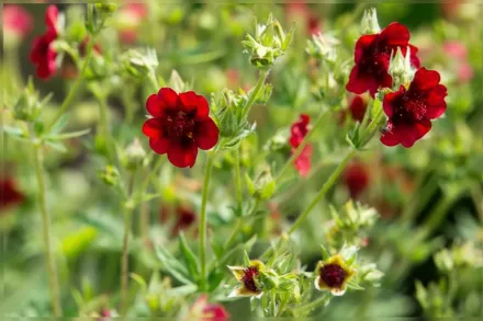 Перстач Тюрбера Монархс Вельвет / Potentilla thurberi Monarch’s Velvet