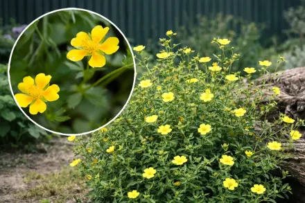 Перстач випрямлений / Potentilla erecta