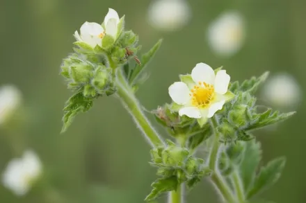 Перстач високий / Drymocallis arguta