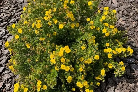 Yellow Gem Potentilla fruticosa / Перстач Єллоу Джем