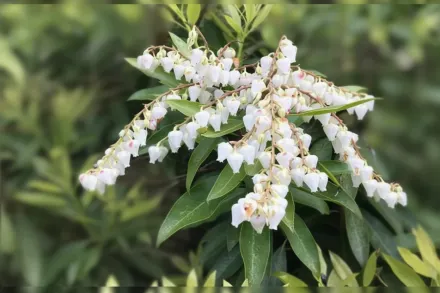 Пієріс флорибунда / Pieris floribunda