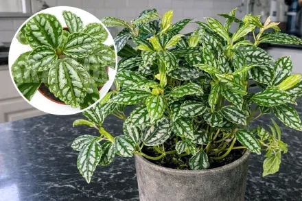 Pilea cadierei / Пілея Кадьє