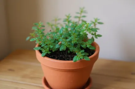 Pilea microphylla / Пілея мікрофілла