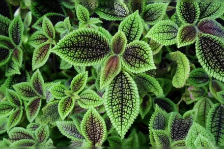 Мун Веллі Пілея / Pilea involucrata Moon Valley