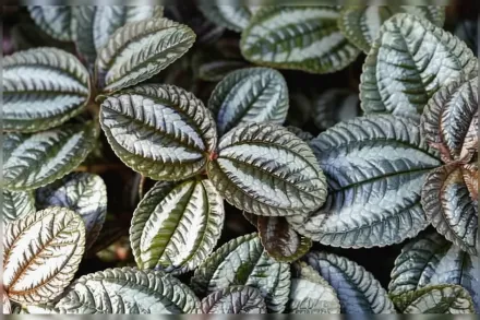 Pilea spruceana / Пілея Спруса