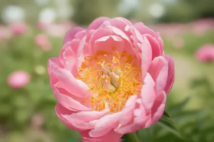 Півонія Абалон Перл / Paeonia Abalone Pearl