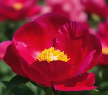 Півонія Америка / Paeonia America