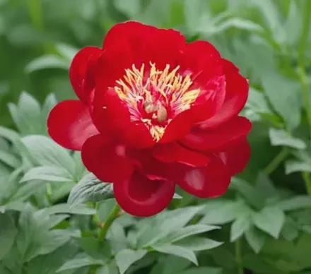 Півонія Бакі Бель / Paeonia Buckeye Belle