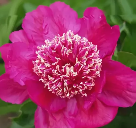 Півонія Баррінгтон Белл / Paeonia lactiflora Barrington Belle