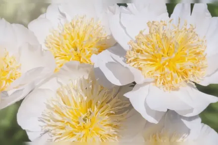 Півонія Чеддар Чарм / Paeonia lactiflora Cheddar Charm