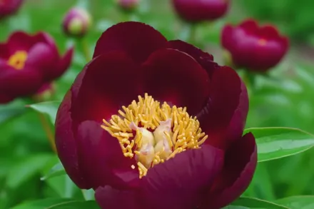 Півонія Чоклет Солдже / Paeonia Chocolate Soldier