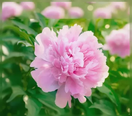 Півонія Діннер Плейт / Paeonia lactiflora Dinner Plate