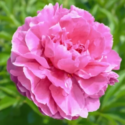 Півонія Доктор Александр Флемінг / Paeonia lactiflora Dr. Alexander Fleming
