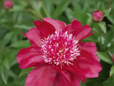 Півонія Доктор Джекілл / Paeonia lactiflora Dr Jekyll