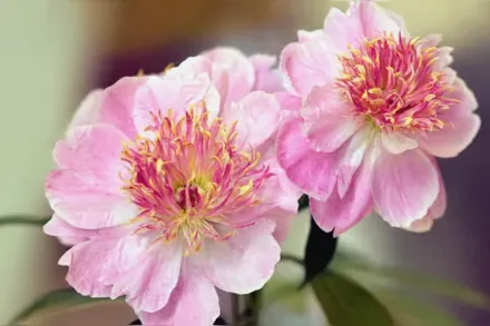 Півонія Ду Телл / Paeonia lactiflora Do Tell