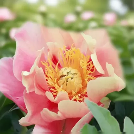 Півонія Джулія Роуз / Paeonia Julia Rose