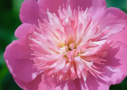 Півонія Фенсі Ненсі / Paeonia lactiflora Fancy Nancy