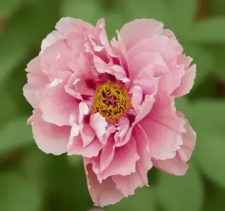 Півонія Ферст Аррайвл / Paeonia First Arrival