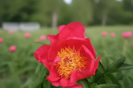 Півонія Флейм / Paeonia Flame