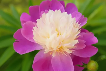 Півонія Гай Парі / Paeonia lactiflora Gay Paree