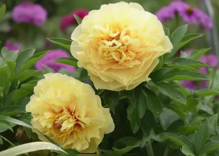 Півонія Гарден Треже / Paeonia Garden Treasure