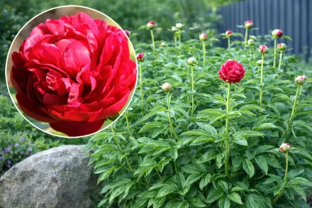 Півонія Генрі Бокстос / Paeonia Henry Bockstoce