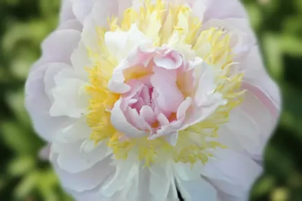 Півонія Голлі / Paeonia lactiflora Golly