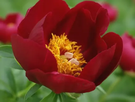 Півонія Ілліні Ворріор / Paeonia Illini Warrior