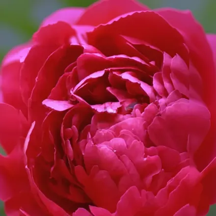 Півонія Канзас / Paeonia Kansas