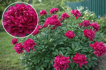 Півонія Карл Розенфілд / Paeonia lactiflora Karl Rosenfield