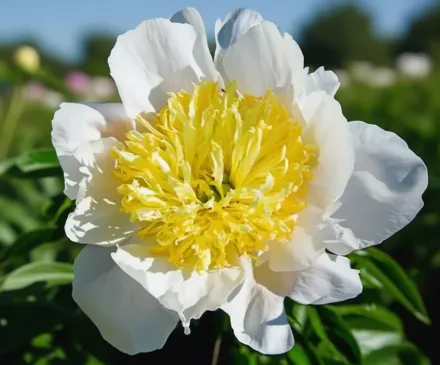 Півонія Хані Голд / Paeonia lactiflora Honey Gold