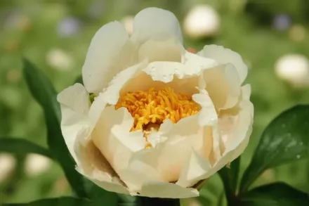 Півонія Клер де Люн / Paeonia Claire de Lune