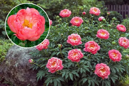 Півонія Корал Шарм / Paeonia Coral Charm