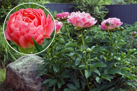 Півонія Корал Сансет / Paeonia Coral Sunset