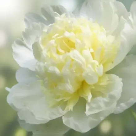 Півонія Лаура Десерт / Paeonia lactiflora Laura Dessert