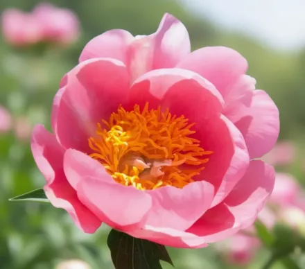 Півонія Лавлі Роуз / Paeonia Lovely Rose
