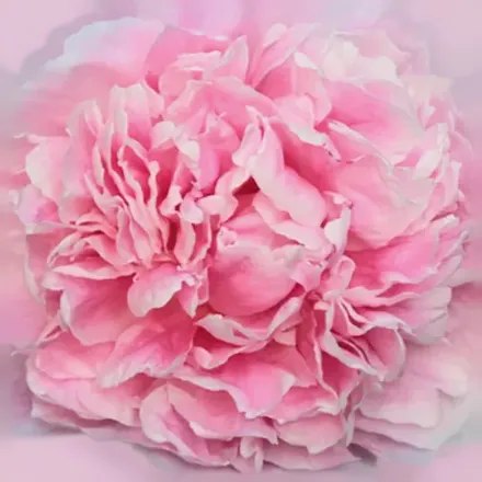 Півонія Леді Александра Дафф / Paeonia lactiflora Lady Alexandra Duff