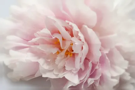 Півонія Марта Буллох / Paeonia lactiflora Martha Bulloch
