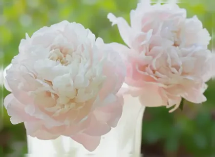 Півонія Мазерс Чойс / Paeonia lactiflora Mother’s Choice