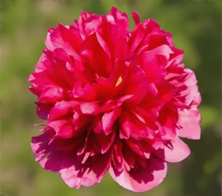 Півонія Менi Хеппі Ретурнс / Paeonia Many Happy Returns