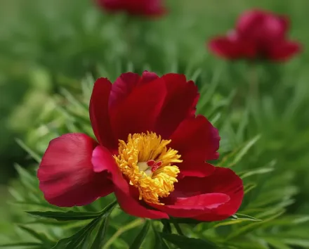 Півонія Меррі Мейшайн / Paeonia Merry Mayshine