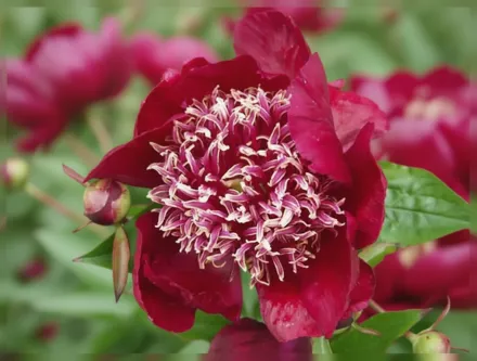 Півонія Міднайт Сан / Paeonia lactiflora Midnight Sun