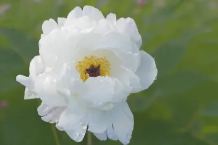 Півонія Мінні Шейлор / Paeonia lactiflora Minnie Shaylor