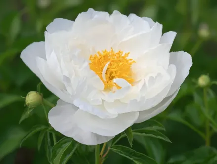 Півонія Місс Америка / Paeonia lactiflora Miss America