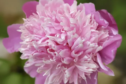 Півонія Монсьє Жюль Елі / Paeonia lactiflora Monsieur Jules Elie