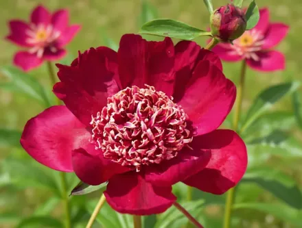 Півонія Ніппон Бюті / Paeonia lactiflora Nippon Beauty