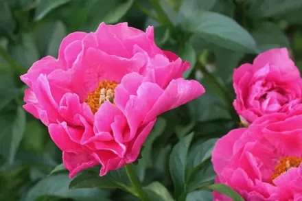 Півонія Паула Фей / Paeonia Paula Fay